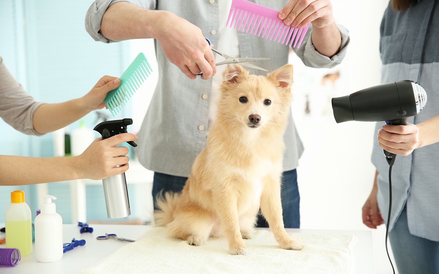 Pet Grooming & Hygiene